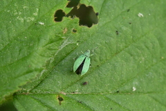 Polydrusus planifrons