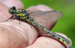 Hylogomphus abbreviatus