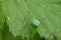 Polydrusus planifrons