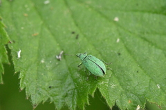 Polydrusus planifrons