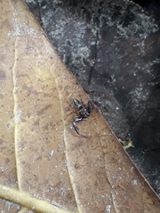 Lurio conspicuus
