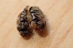 Anthrenus verbasci