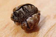 Anthrenus verbasci