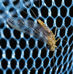 Ephemerellidae