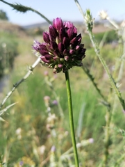 Allium rotundum