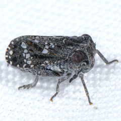 Dyctidea