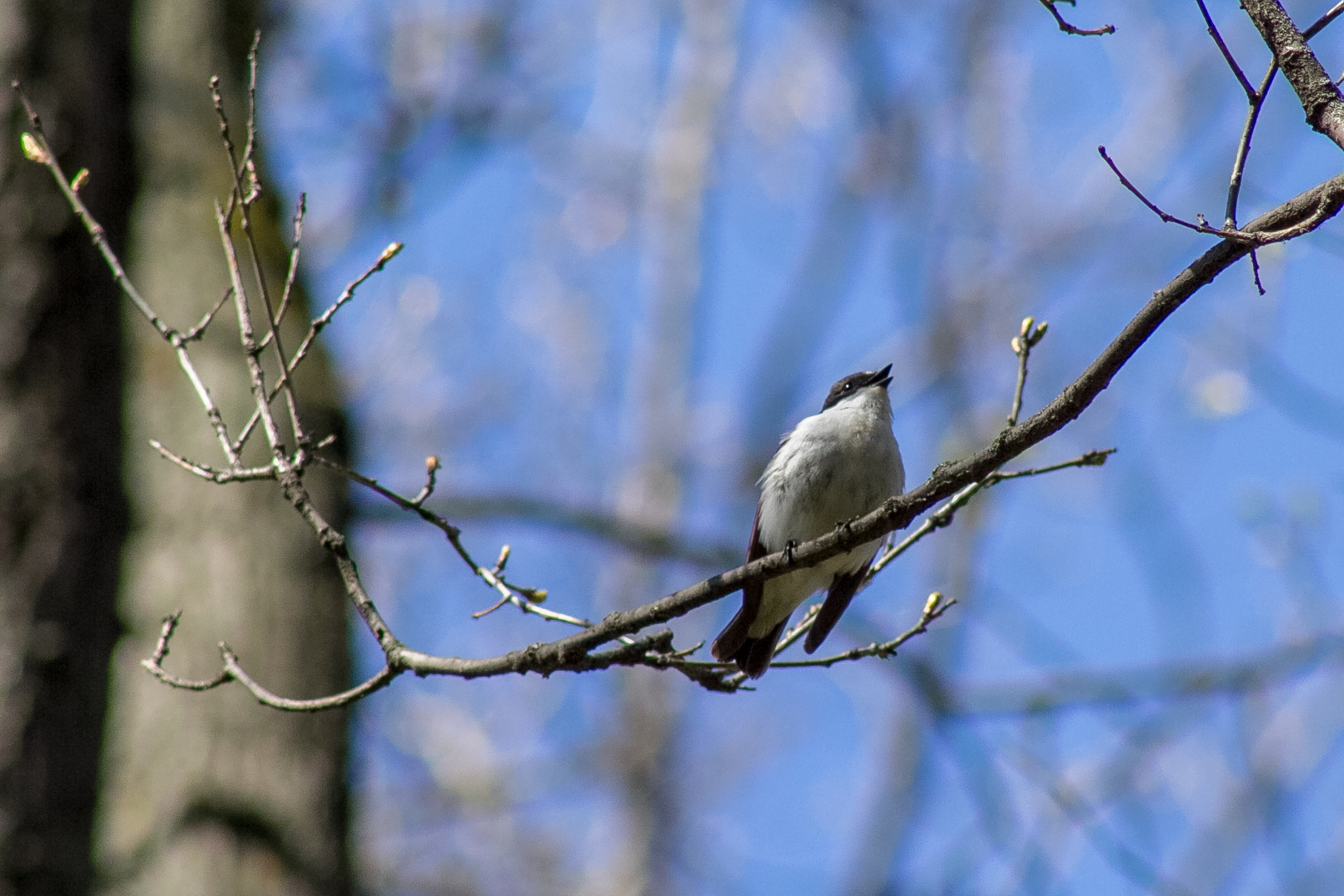 European Pied Flycatcher