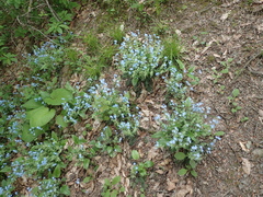 Omphalodes cappadocica