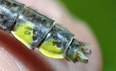 Hylogomphus abbreviatus