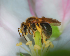 Andrena crataegi