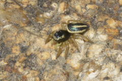 Heliophanus melinus