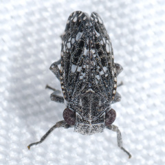 Dyctidea