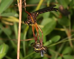 Diogmites platypterus