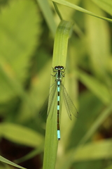 Coenagrion resolutum