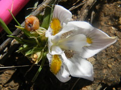Moraea falcifolia