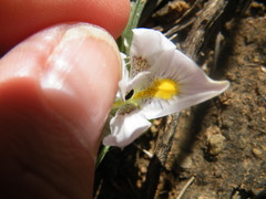Moraea falcifolia