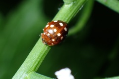 Calvia quatuordecimguttata