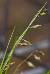 Melica nutans