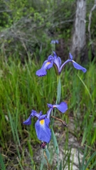 Iris tridentata