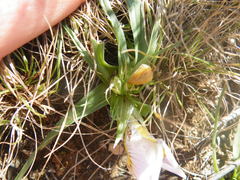 Moraea falcifolia