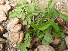 Bituminaria