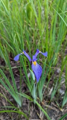Iris tridentata