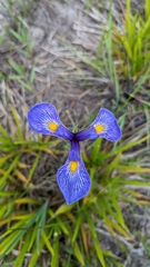 Iris tridentata