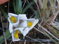 Moraea falcifolia