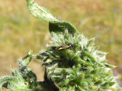 Plagiognathus moerens