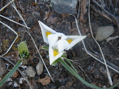 Moraea falcifolia