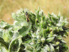 Plagiognathus moerens