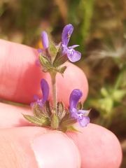 Salvia verbenaca