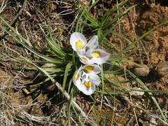 Moraea falcifolia