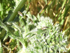 Plagiognathus moerens