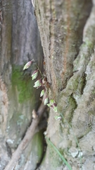 Melica nutans
