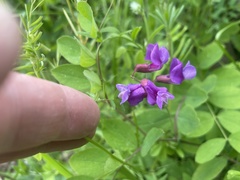 Lathyrus polyphyllus