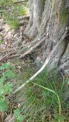 Melica nutans