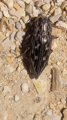 Chalcophora angulicollis