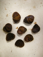 Viviparus acerosus