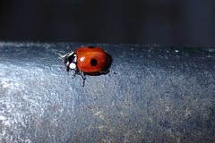Adalia bipunctata