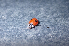 Adalia bipunctata