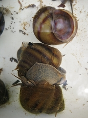 Viviparus acerosus