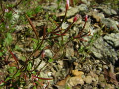 Epilobium minutum
