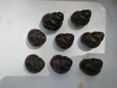 Viviparus acerosus