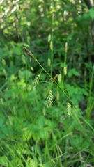 Carex castanea