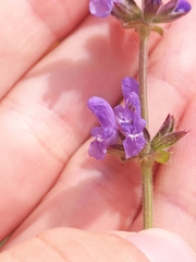 Salvia verbenaca