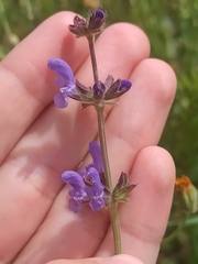Salvia verbenaca