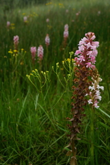 Satyrium hallackii