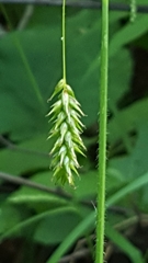 Carex castanea
