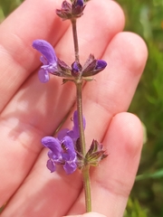 Salvia verbenaca